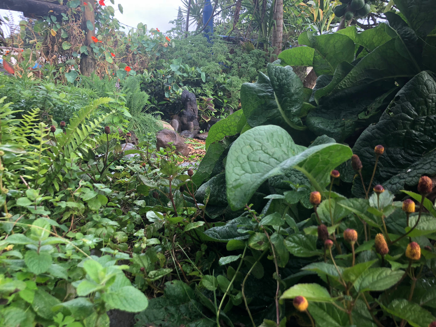 plants. beauty. vitality